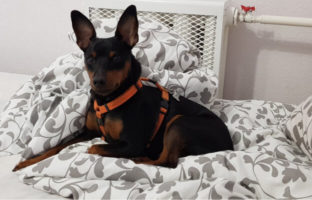 собака-компаньон дома, на лежанке (пинчер)